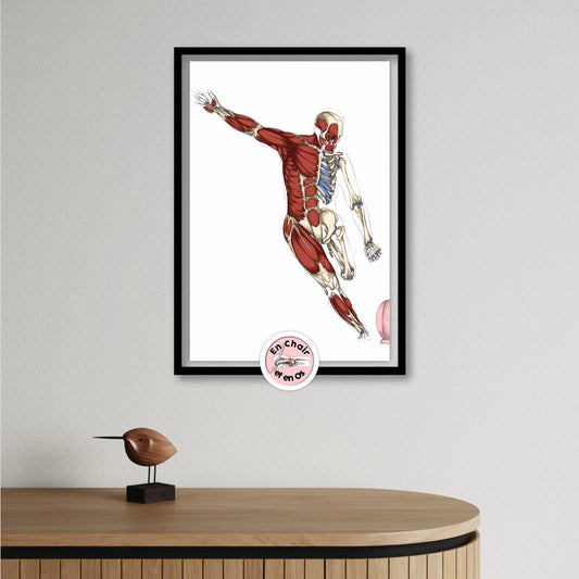 🎅 Un poster anatomique comme cadeau de Noël original pour un étudiant en médecine !