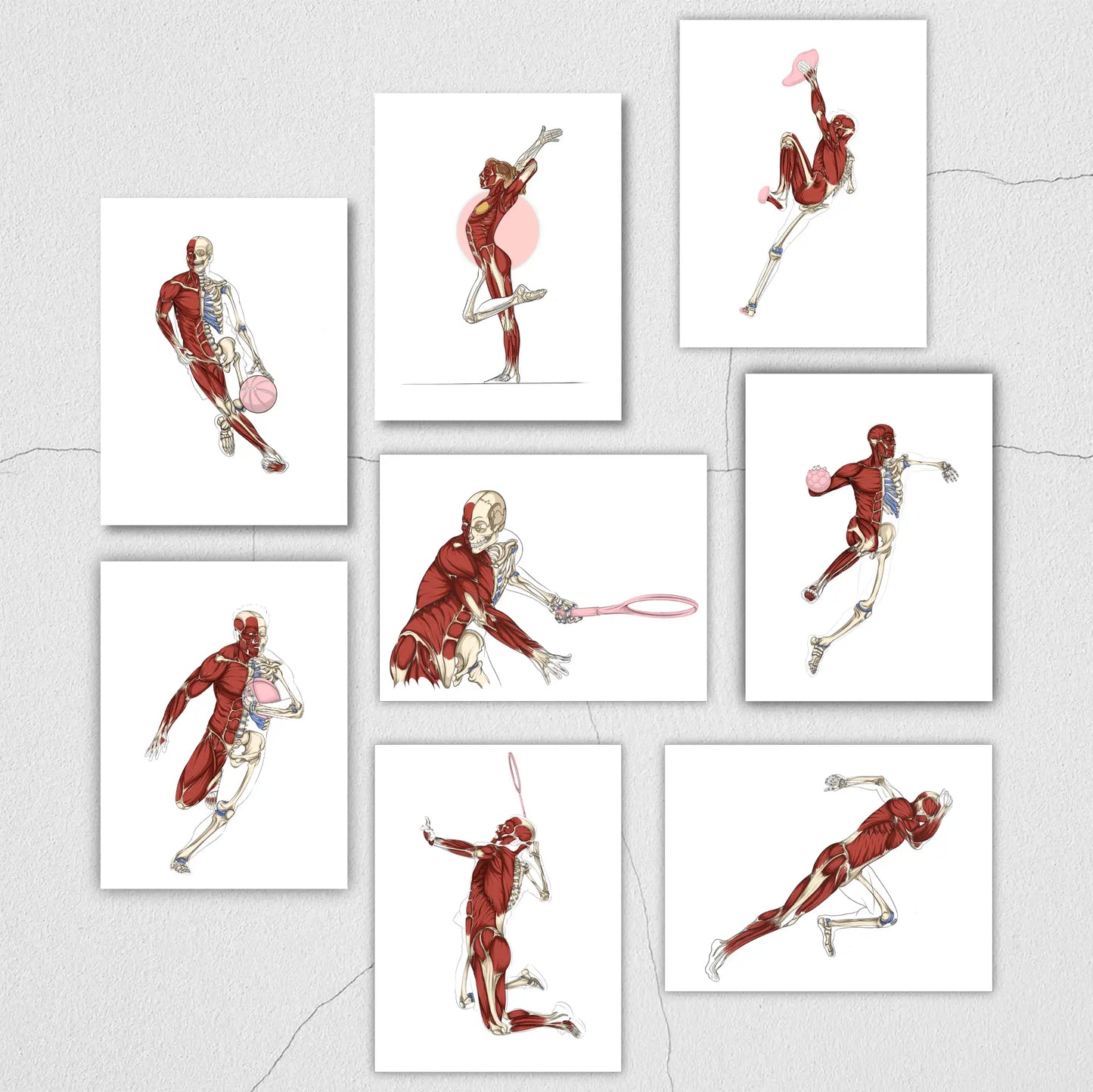 Lot d'écorchés anatomiques du sport