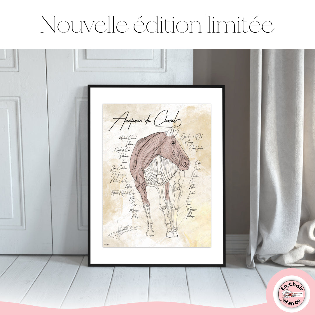 Planche anatomique du Cheval