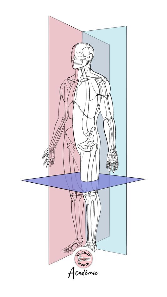 Axe et plan anatomique