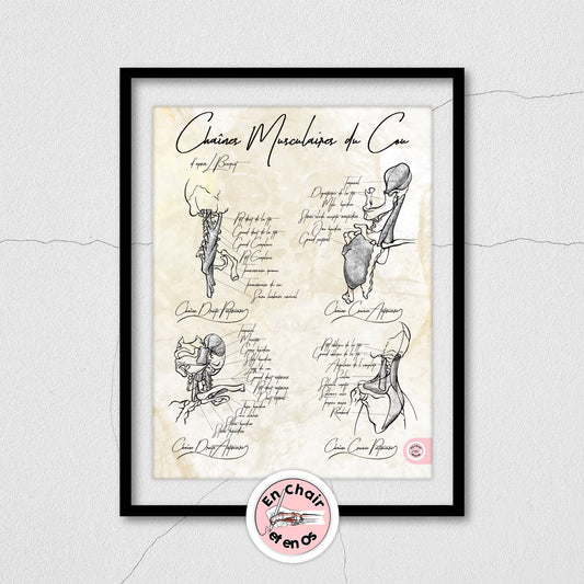 anatomie du cou