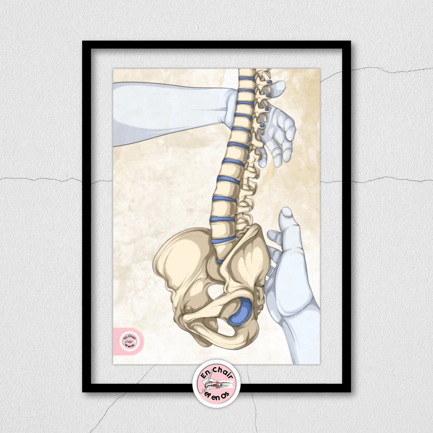 La colonne vertébrale et le bassin - la ceinture pelvienne