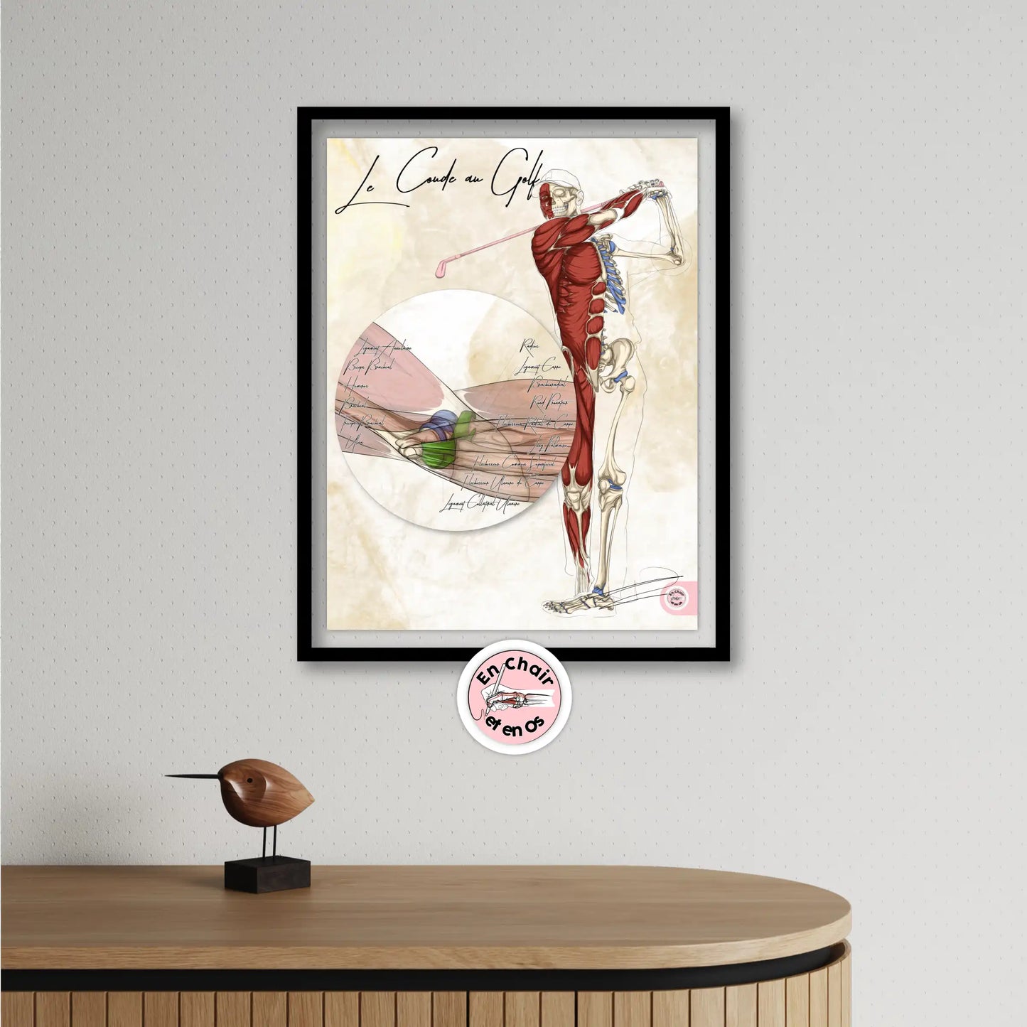 planche anatomique golf muscles fléchisseurs du coude