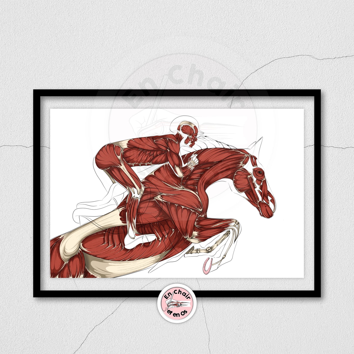 Poster anatomique du cavalier -