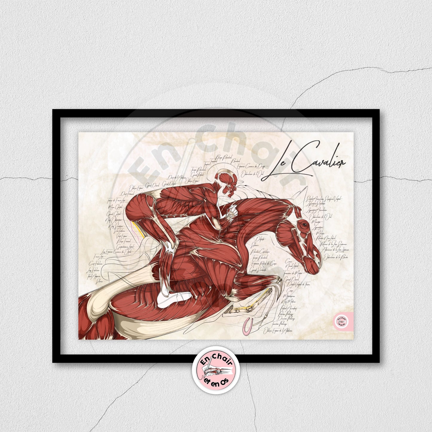 Poster anatomique du cavalier -