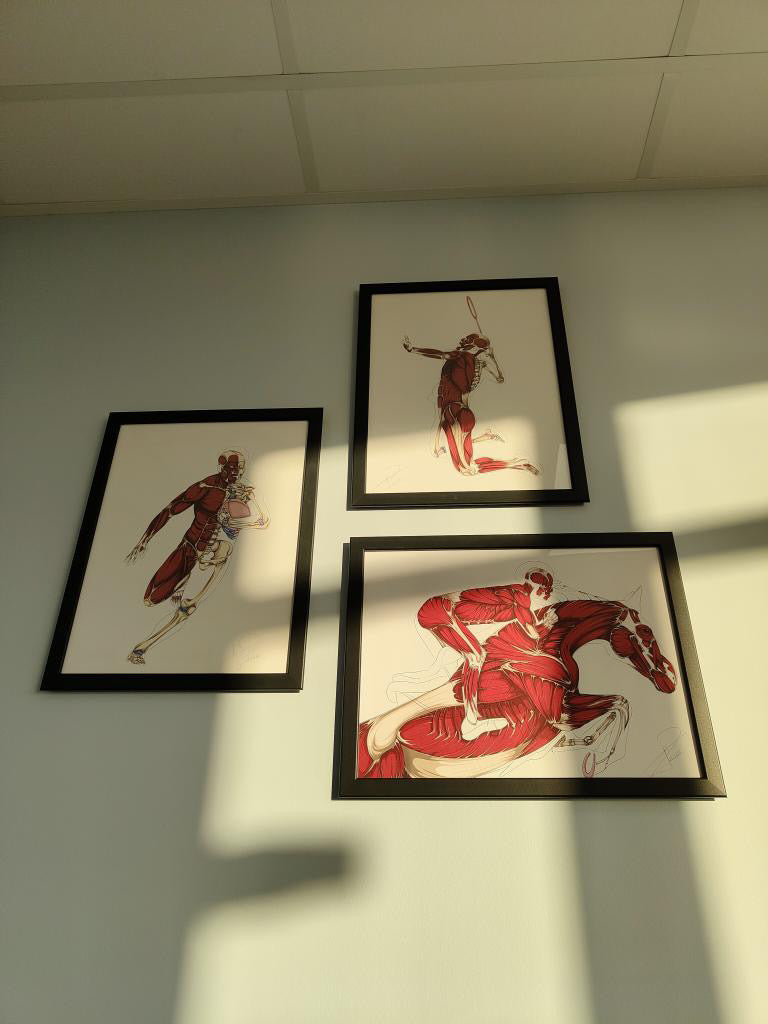 Trois écorchés de sportifs En Chair et en Os encadrés au mur d'un cabinet