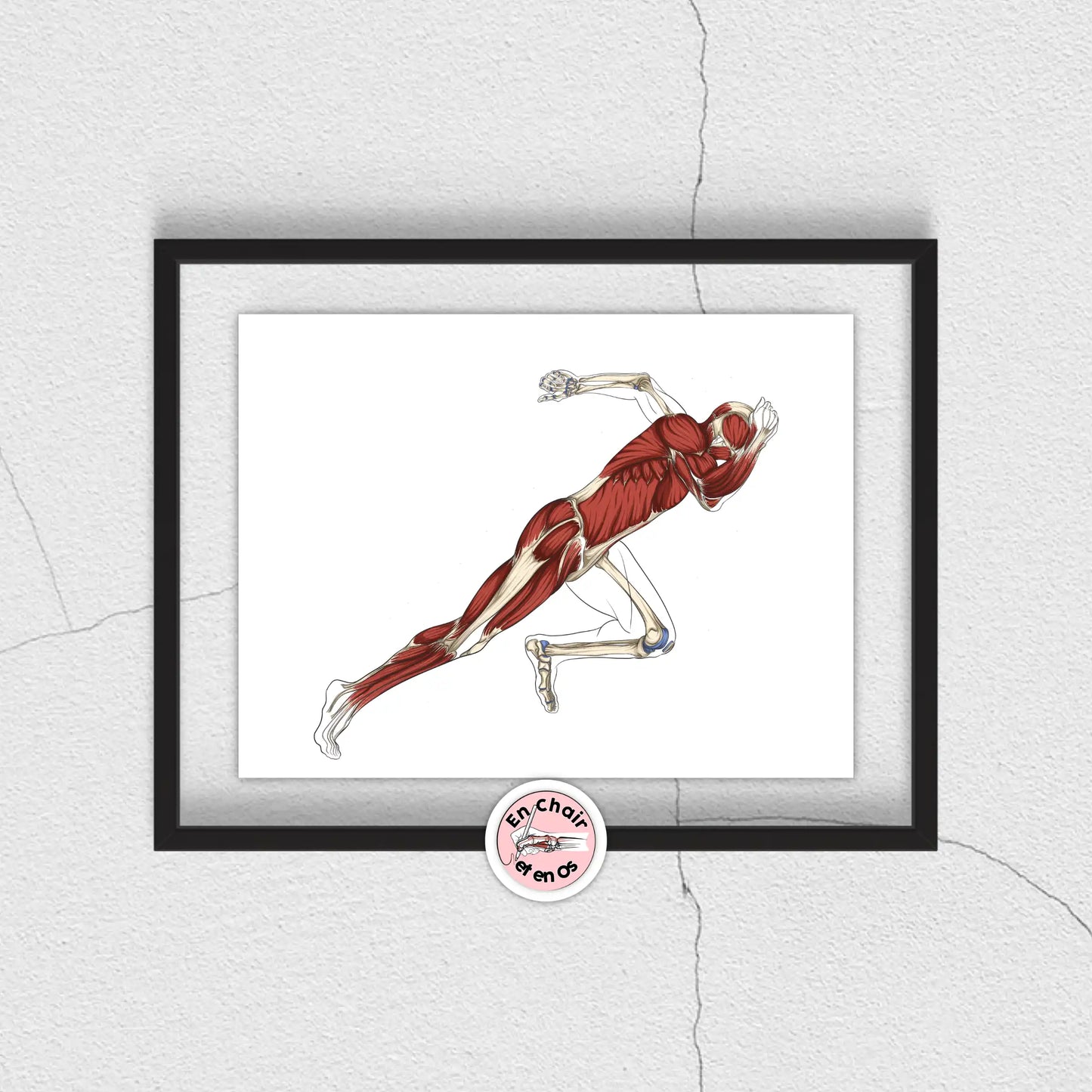 Planche anatomique du sprinteur - En Chair et en Os