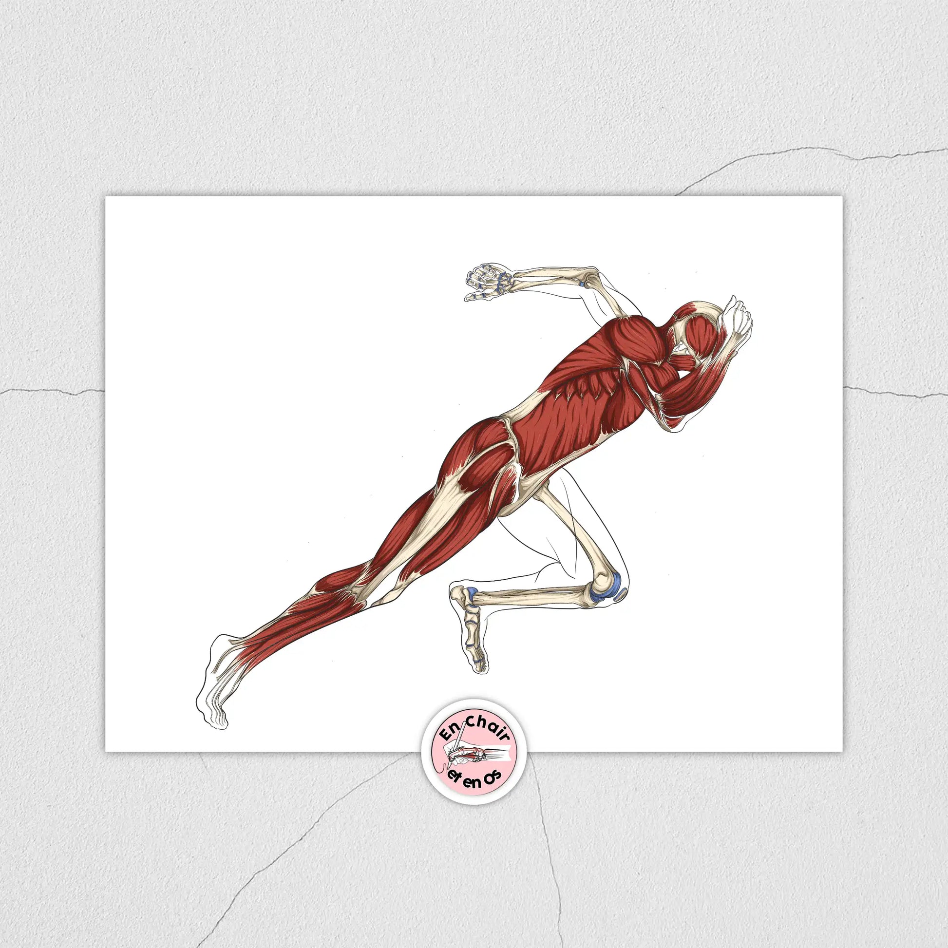 Planche anatomique du sprinteur - En Chair et en Os