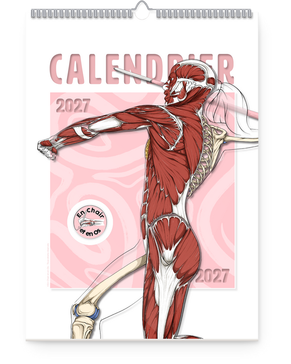 Calendrier 2027 – Anatomie en mouvement
