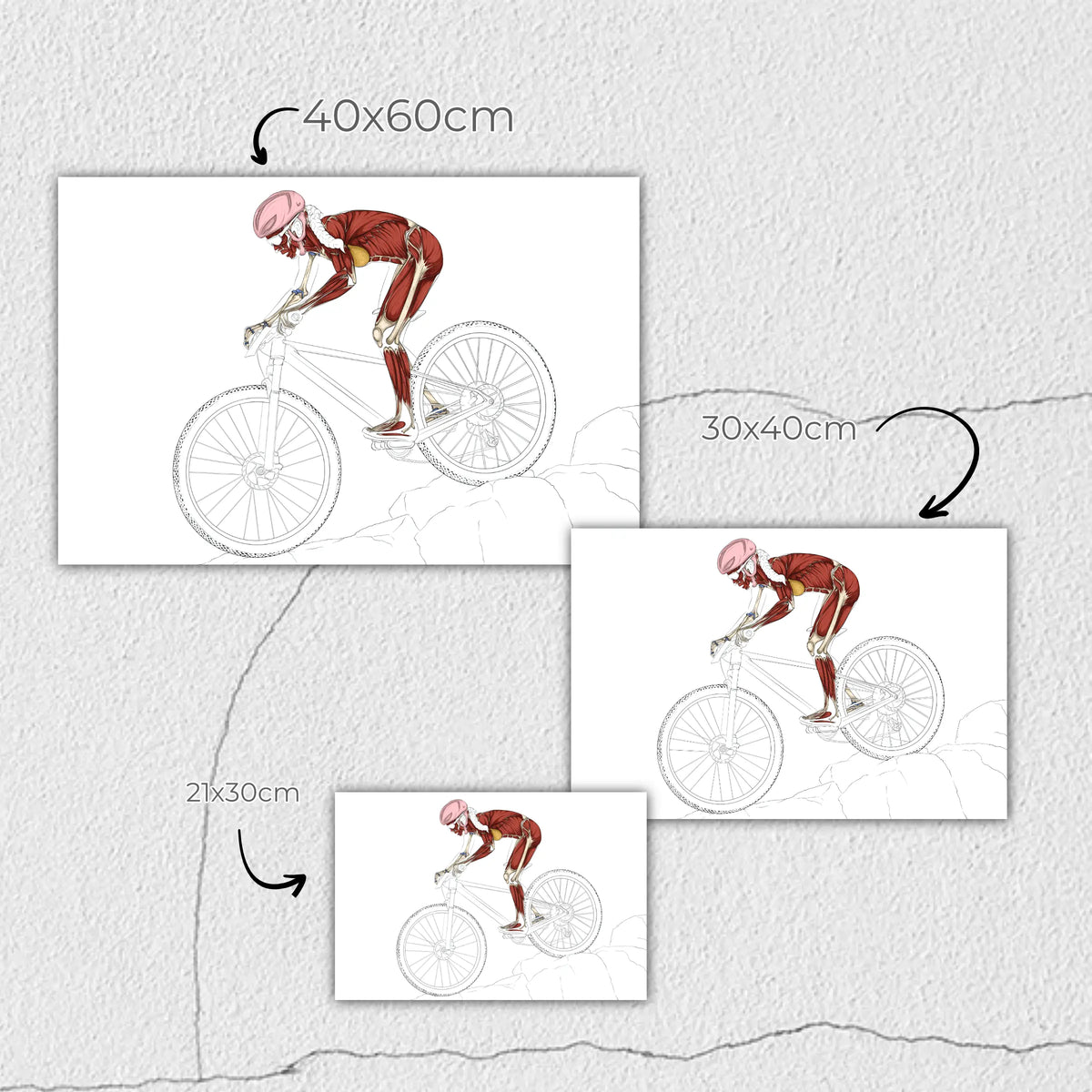 Planche anatomique du vélo tout terrain En Chair et en Os décoration pour cabinet médical