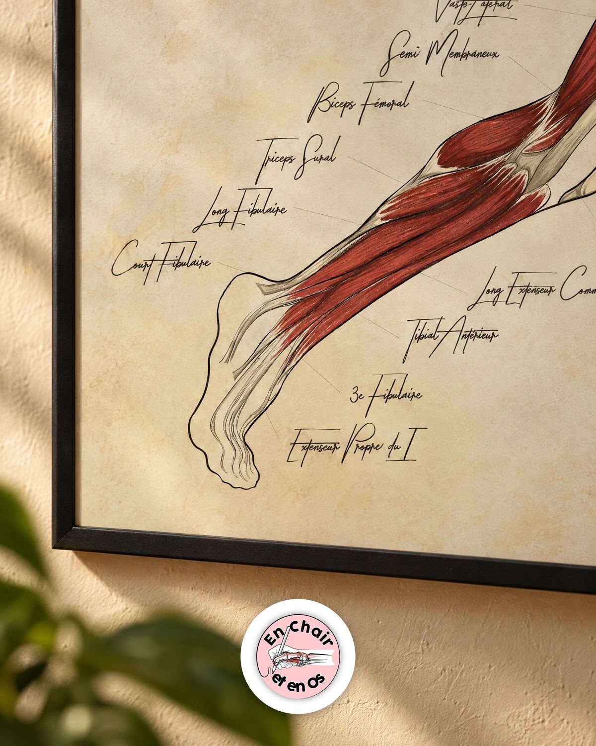 Planche anatomique légendée du sprinteur, détail de la jambe et du pied – En Chair et en Os