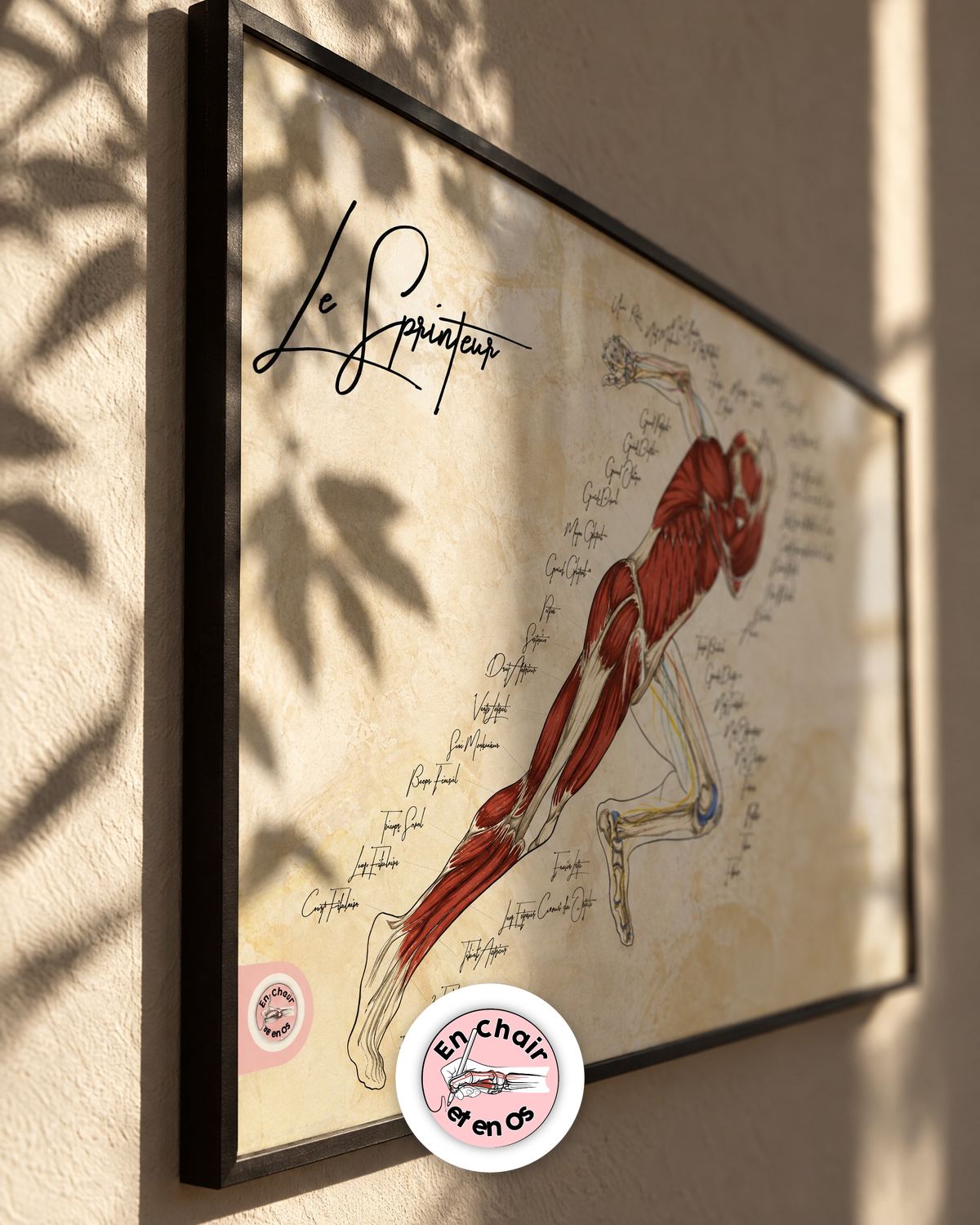 Planche anatomique légendée du sprinteur encadrée au mur – En Chair et en Os