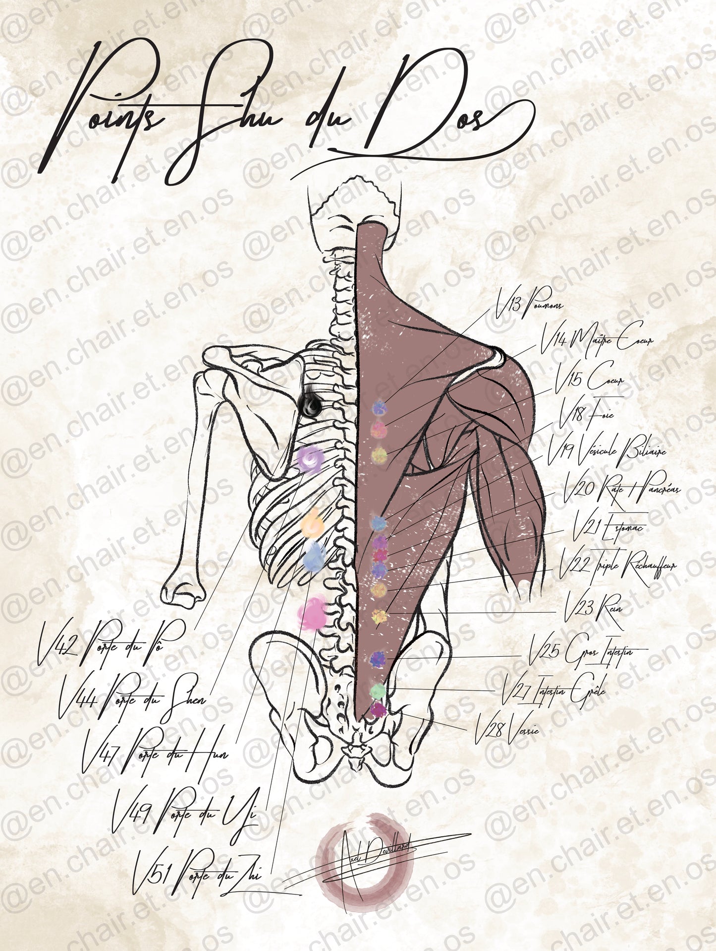 Planche anatomique points shu En Chair et en Os