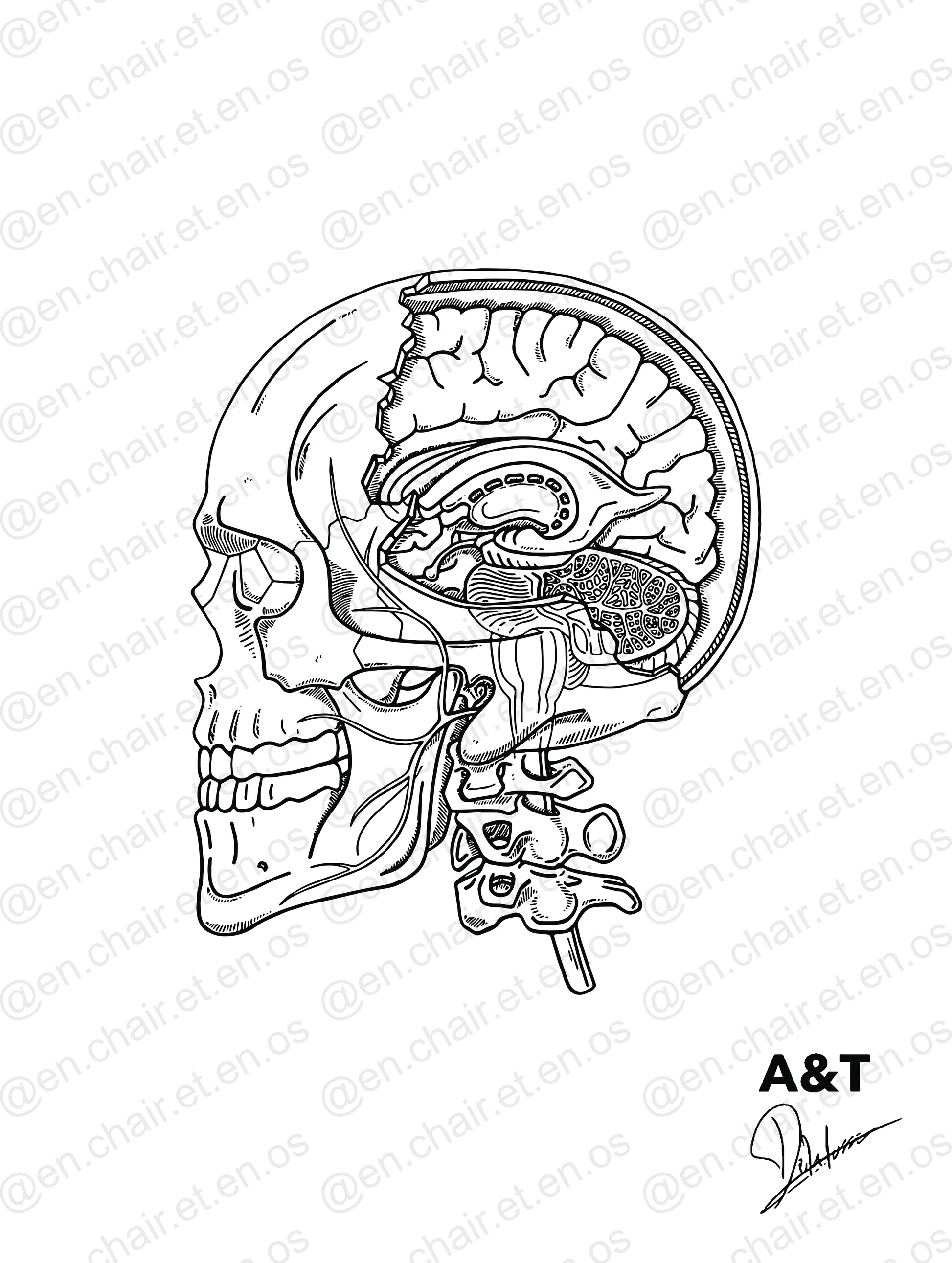 Planche anatomique du crâne En Chair et en Os