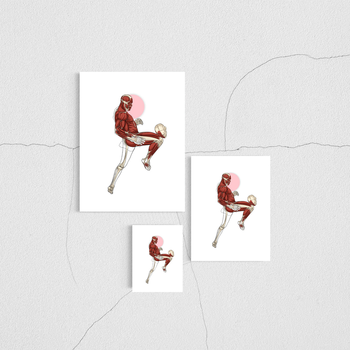 Planche anatomique du MMA En Chair et en Os décoration pour cabinet médical