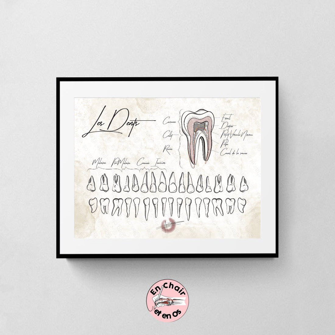 Planche anatomique des Dents
