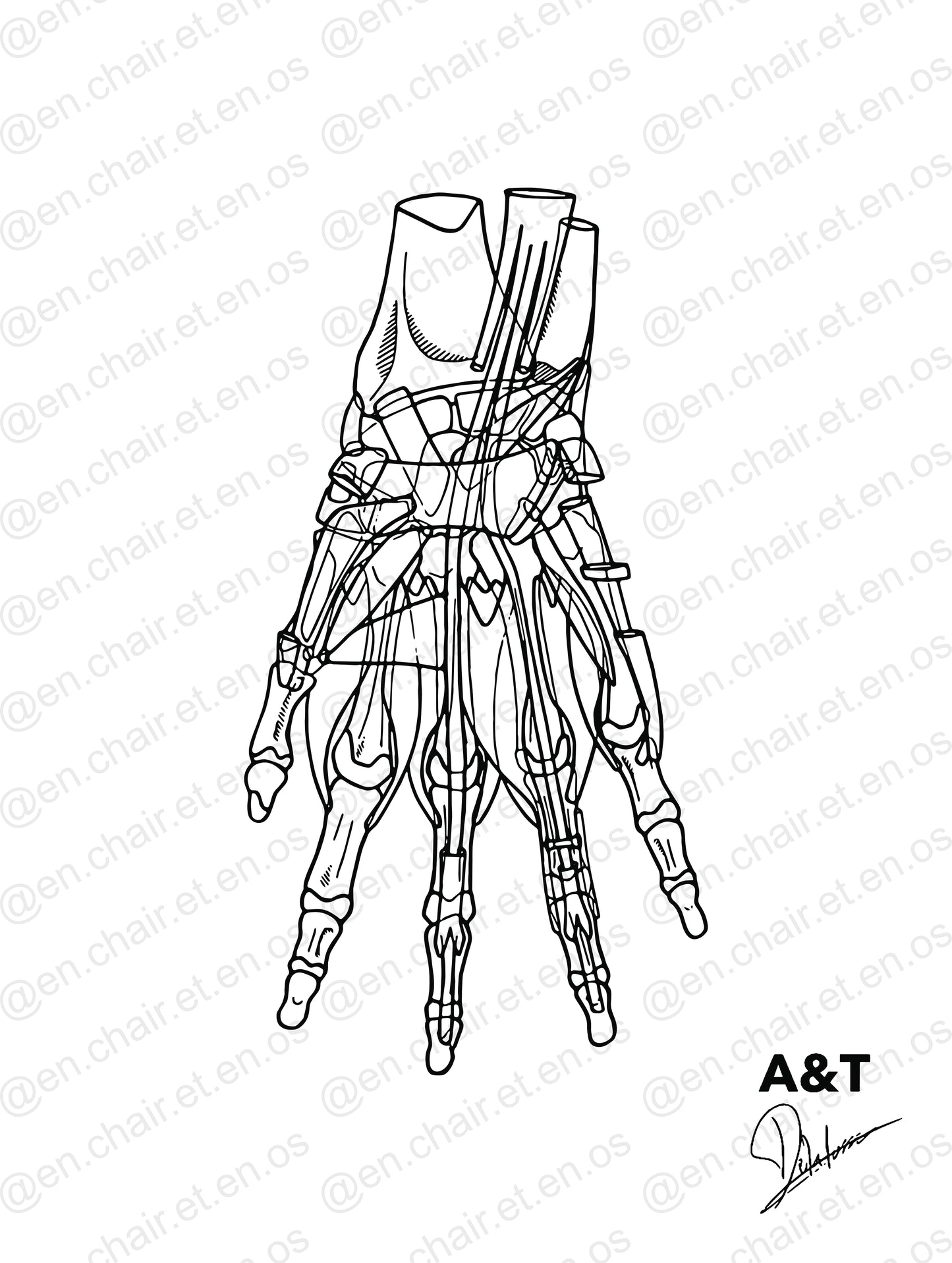 Planche anatomique de la main En Chair et en Os