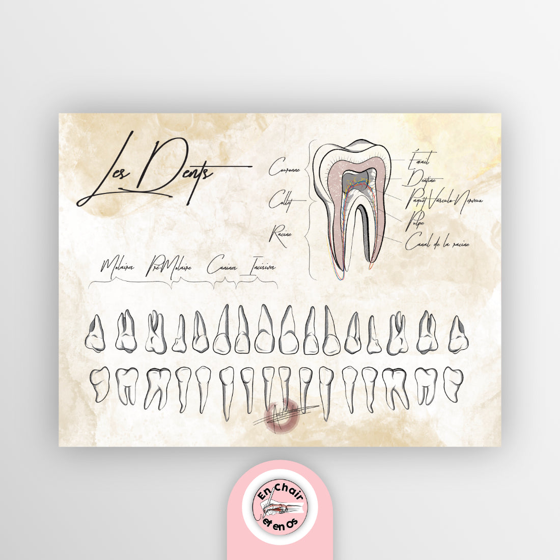 planche anatomique dents