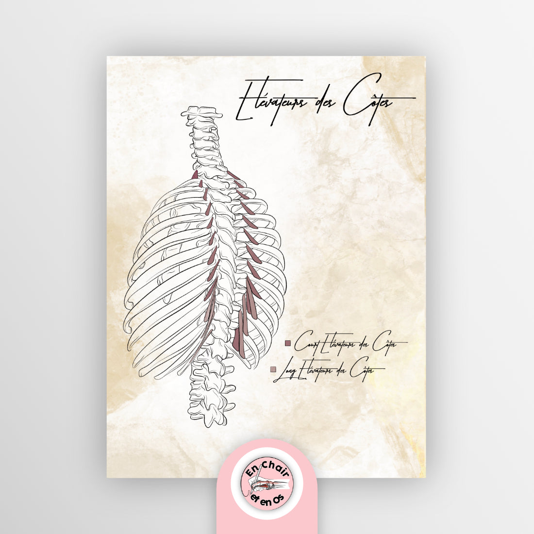 planche anatomique élévateurs des côtes