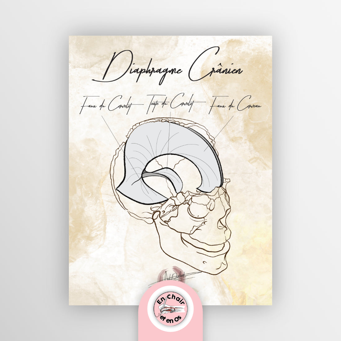 planche anatomique faux du cerveau