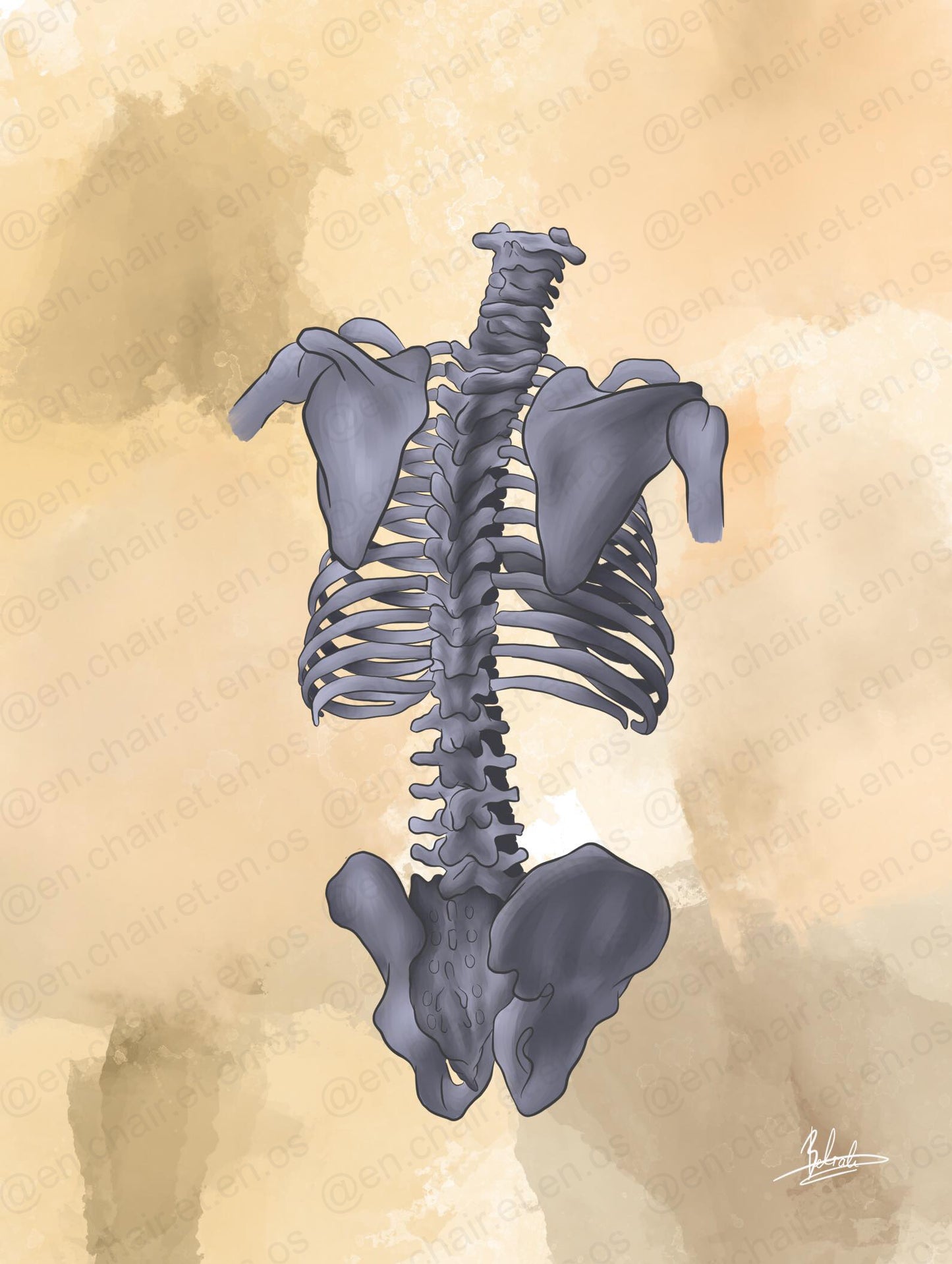 Planches anatomiques de la colonne vertébrale En Chair et en Os