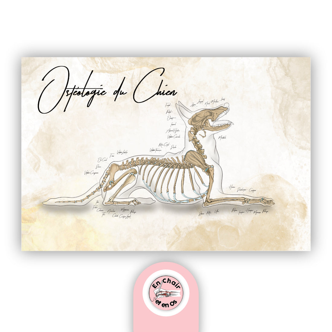 Planche anatomique de l'ostéologie du chien