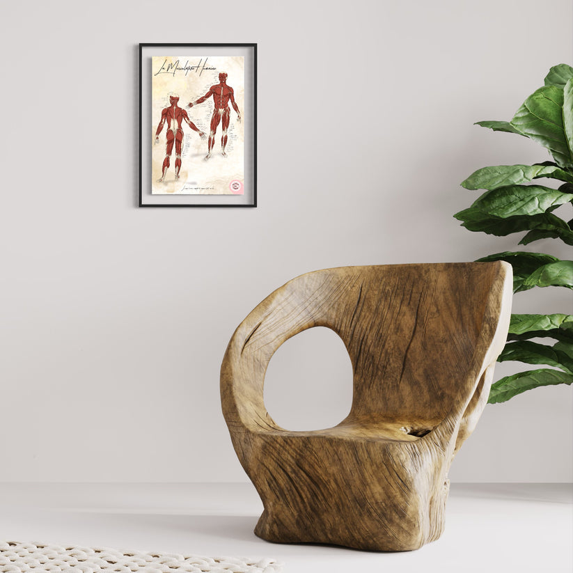 Planche anatomique de la musculature humaine – En Chair et en Os
