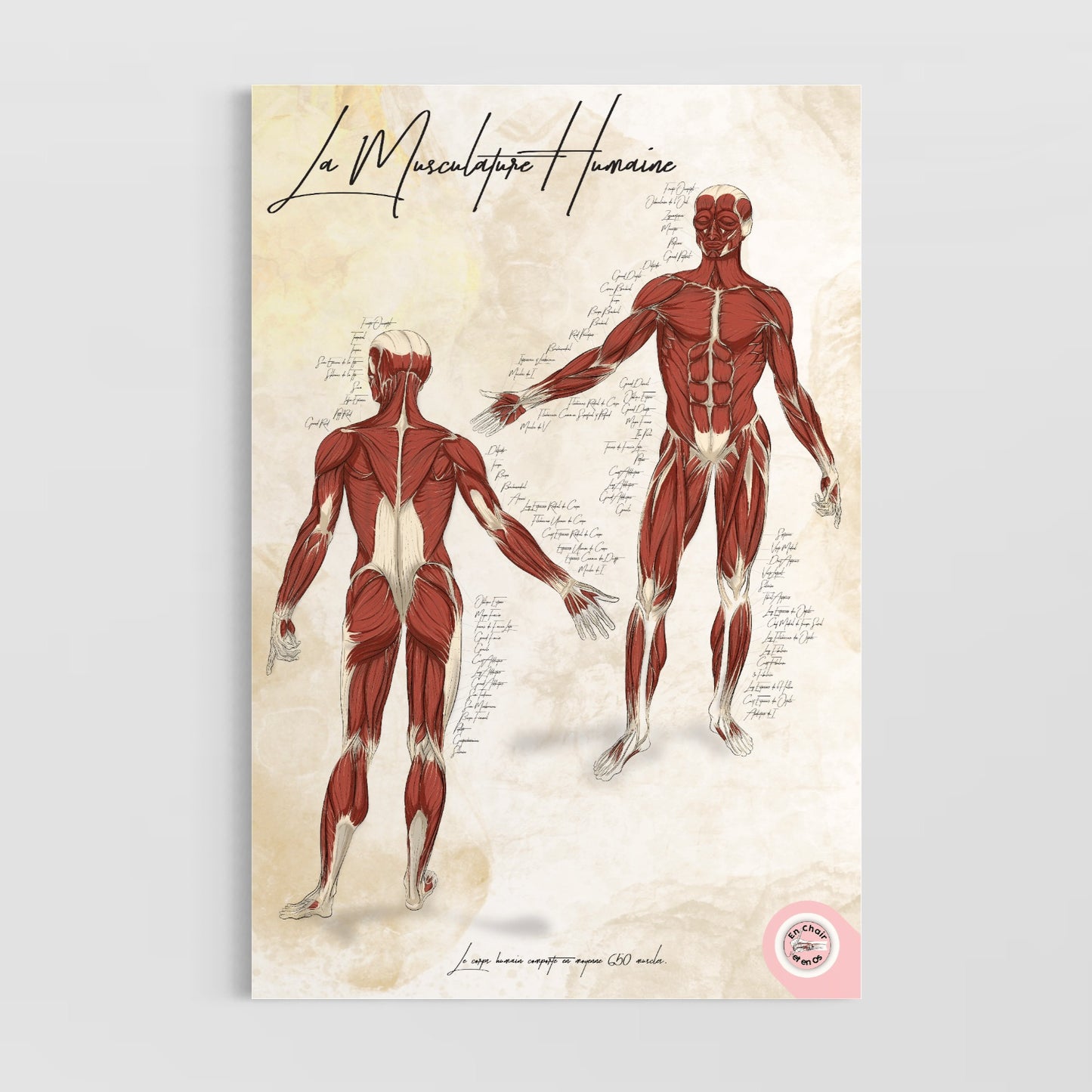 Planche anatomique de la musculature humaine