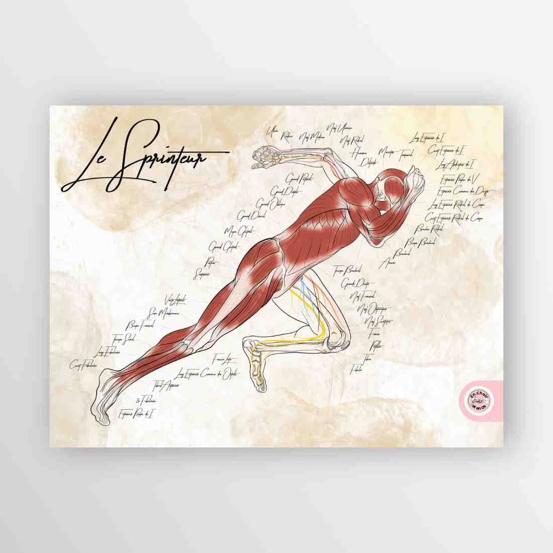 Anatomie des muscles du sprinteurPlanche anatomique du sprinteur - En Chair et en Os