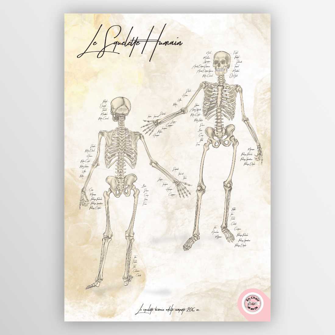 Planche anatomique squelette humain